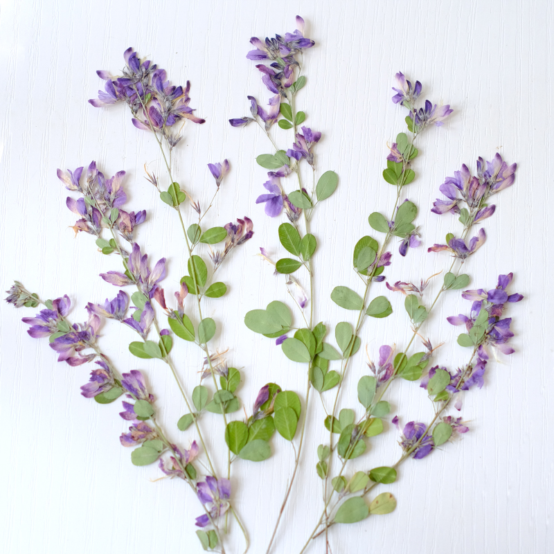 Dried Flower Pressed - 6 шт., натуральные сушеные прессованные цветы