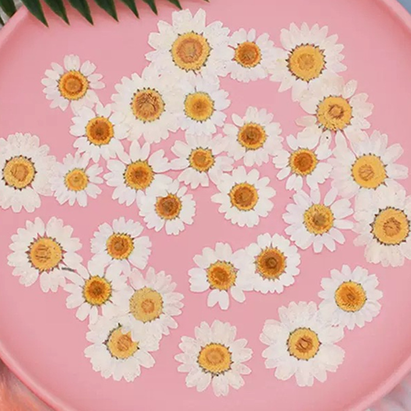 Dried Flower Pressed - 100 шт. натуральных белых кристаллических хризантем
