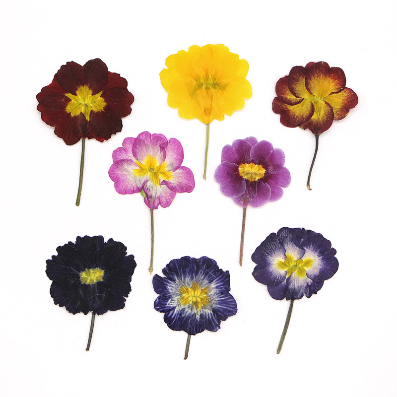 Dried Flower Pressed - 48 шт. европейских прессованных цветов примулы