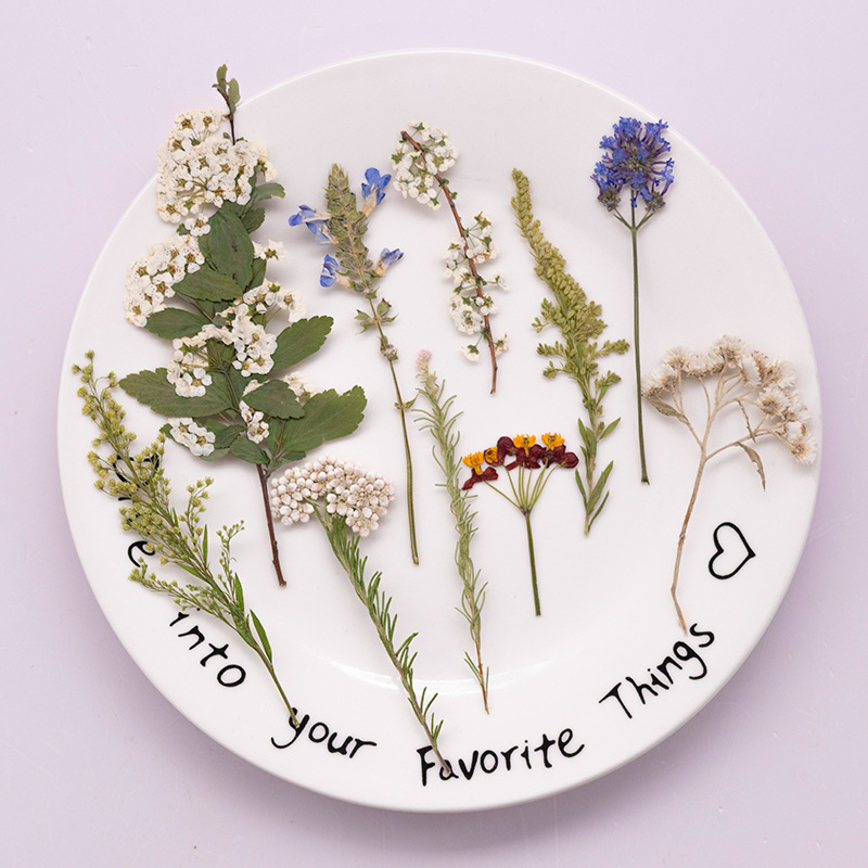 Dried Flower Pressed - 500 шт. в большой упаковке: прессованные