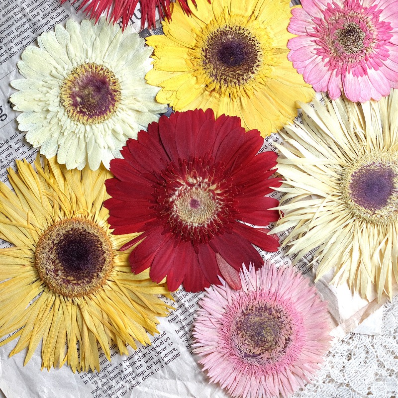 Dried Flower Pressed - 1 шт./7-9 см, прессованные гербера, сушеные