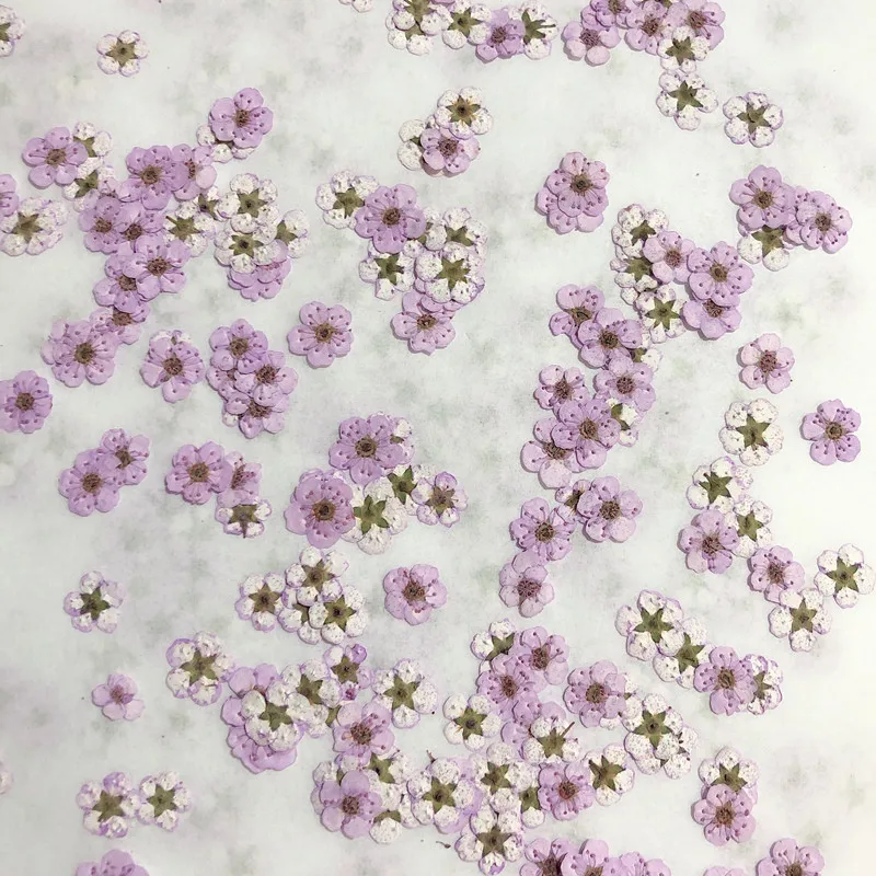 Сушеные цветы: прессованные ми – обзор и цена Dried Flower Pressed