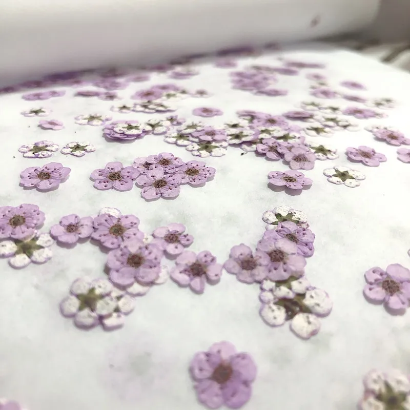 Сушеные цветы: прессованные ми – обзор и цена Dried Flower Pressed