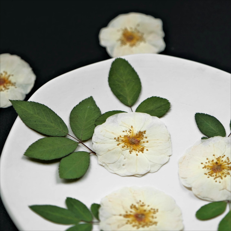 6 шт., 9 шт., натуральные белы – обзор и цена Dried Flower Pressed