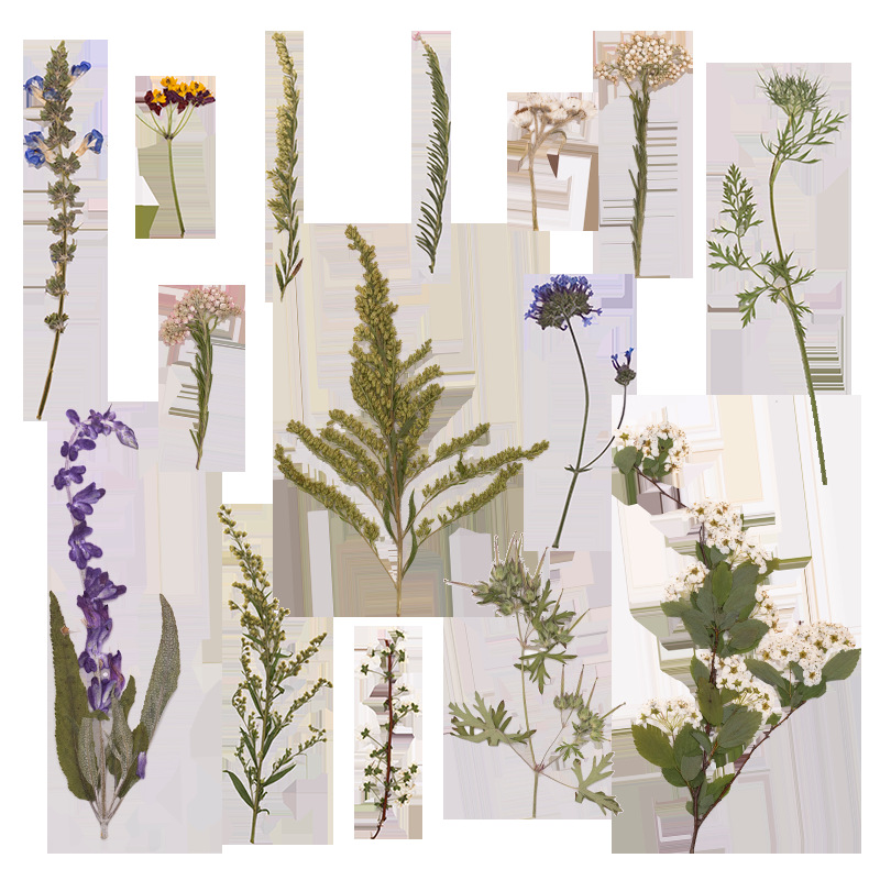500 шт. в большой упаковке: пр – обзор и цена Dried Flower Pressed