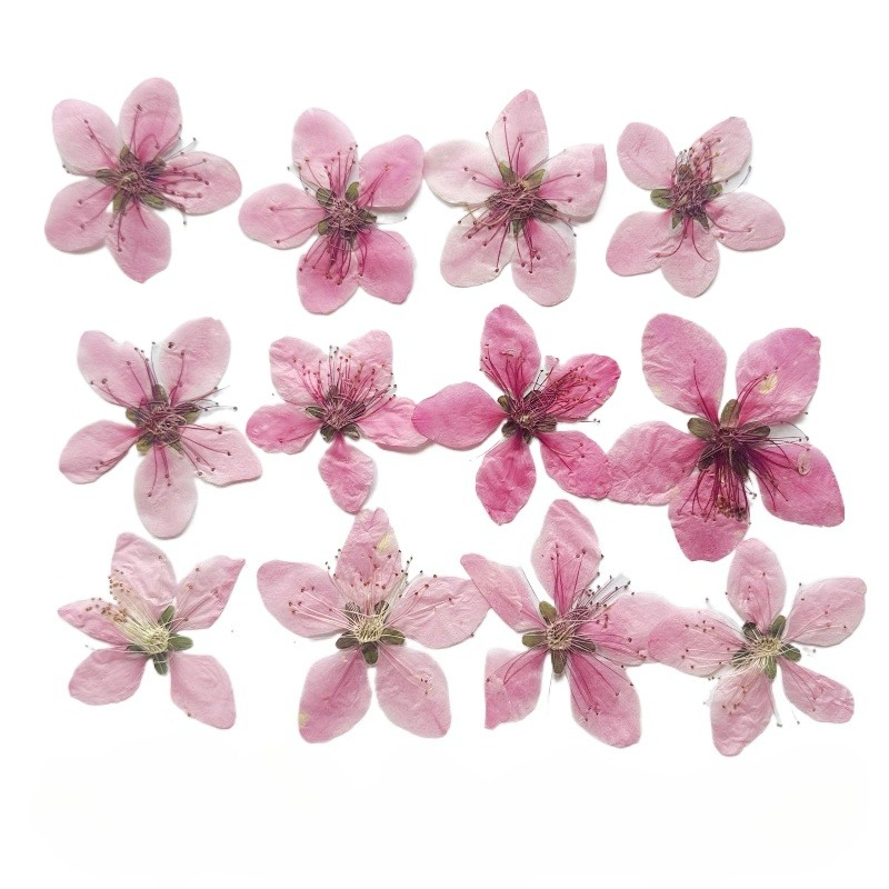 12 шт., натуральные прессованн – обзор и цена Dried Flower Pressed