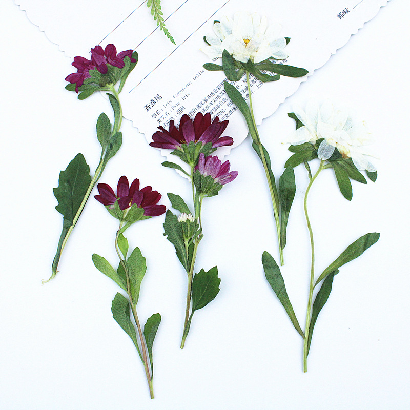 24 шт., миниатюрные прессованн – обзор и цена Dried Flower Pressed