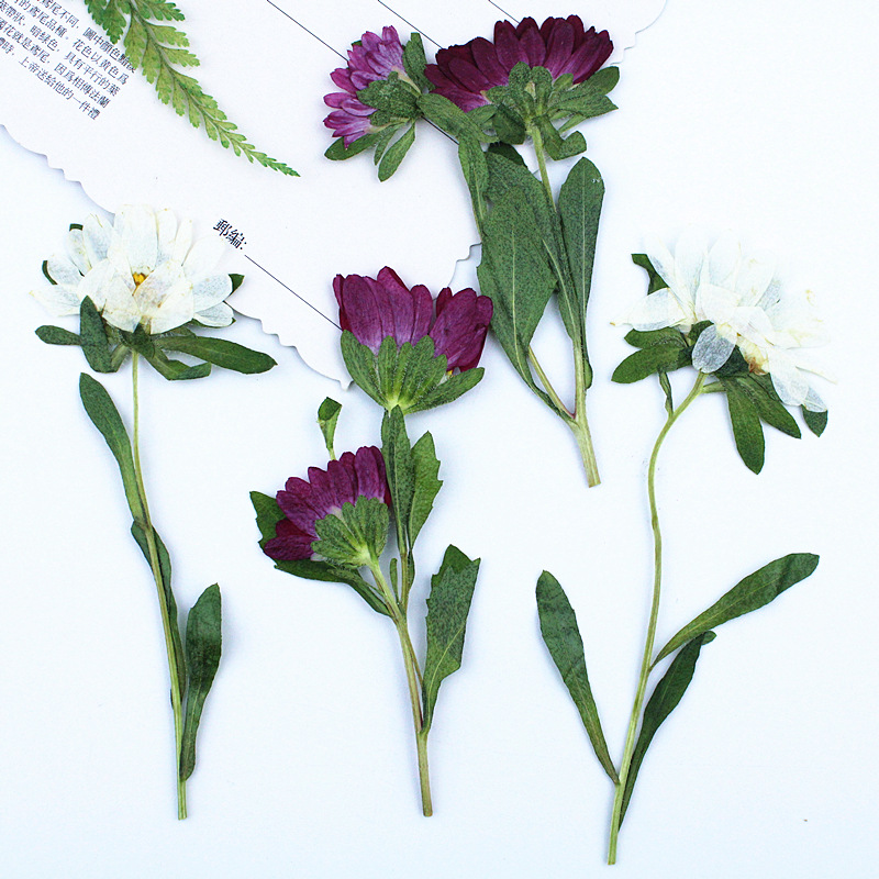 24 шт., миниатюрные прессованн – обзор и цена Dried Flower Pressed