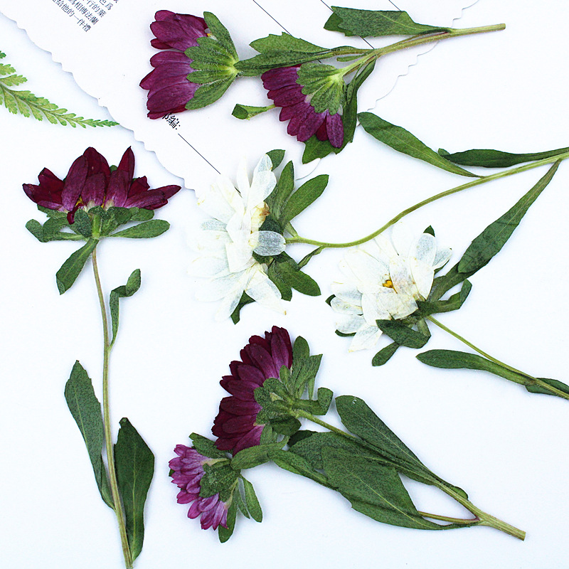 24 шт., миниатюрные прессованн – обзор и цена Dried Flower Pressed